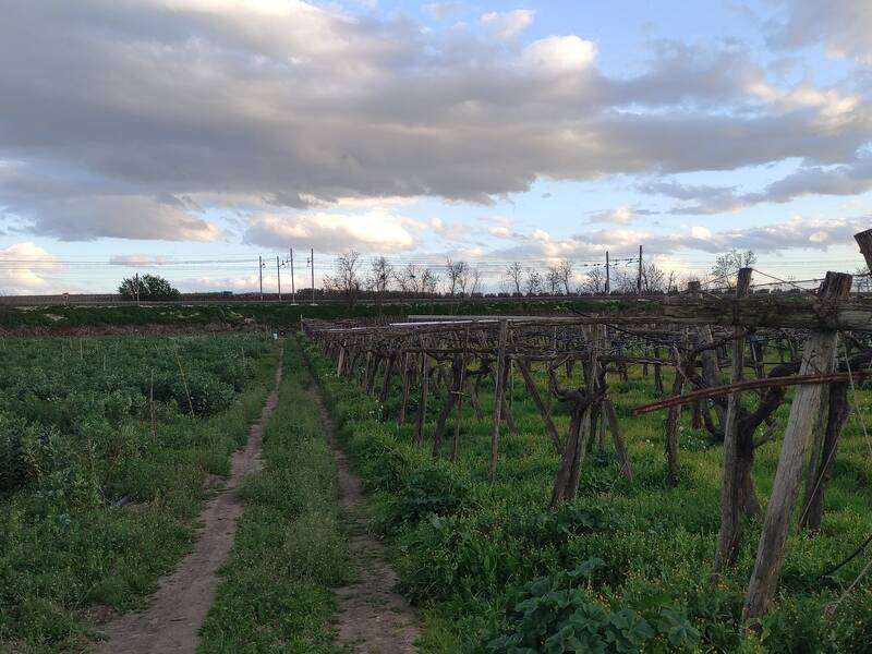 terreno agricolo in vendita a Cerignola