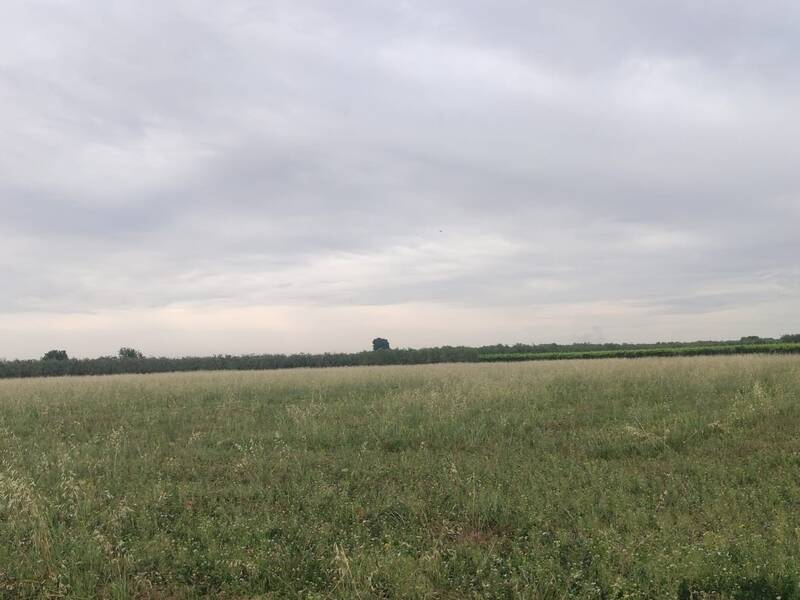 terreno agricolo in vendita a Cerignola
