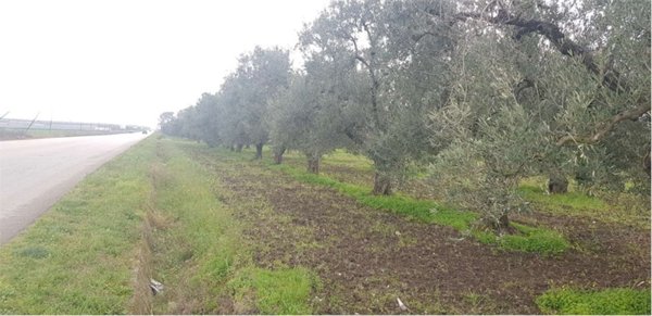 terreno agricolo in vendita a Cerignola