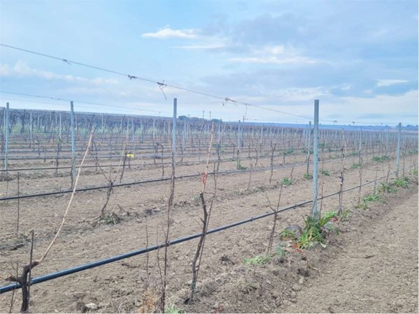 terreno agricolo in vendita a Cerignola