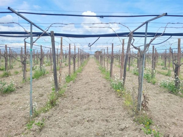 terreno agricolo in vendita a Cerignola
