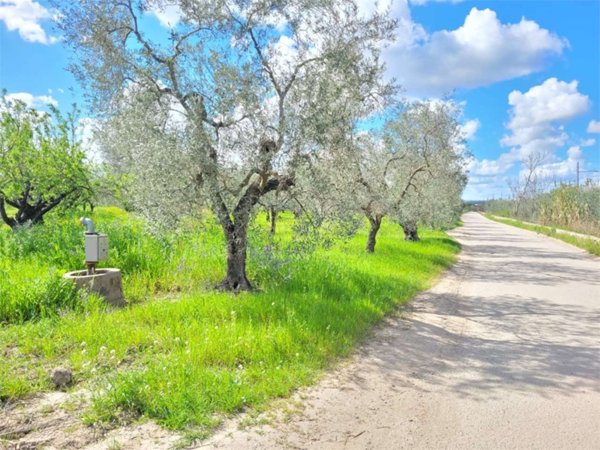 terreno agricolo in vendita a Cerignola