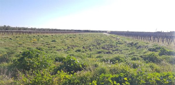 terreno agricolo in vendita a Cerignola