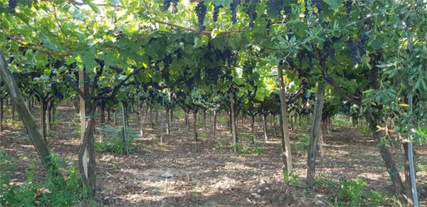 terreno agricolo in vendita a Cerignola