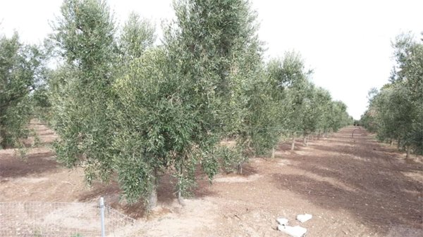 terreno agricolo in vendita a Cerignola