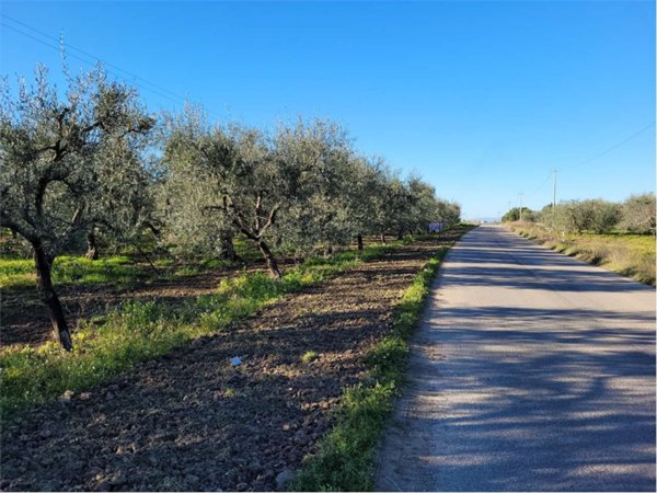 terreno agricolo in vendita a Cerignola