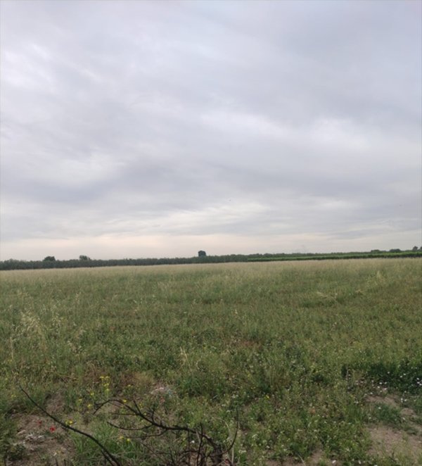 terreno agricolo in vendita a Cerignola