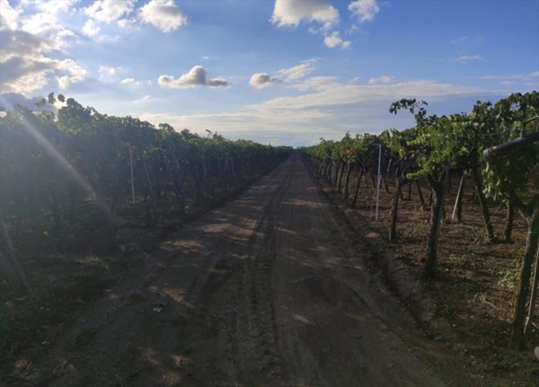 terreno agricolo in vendita a Cerignola