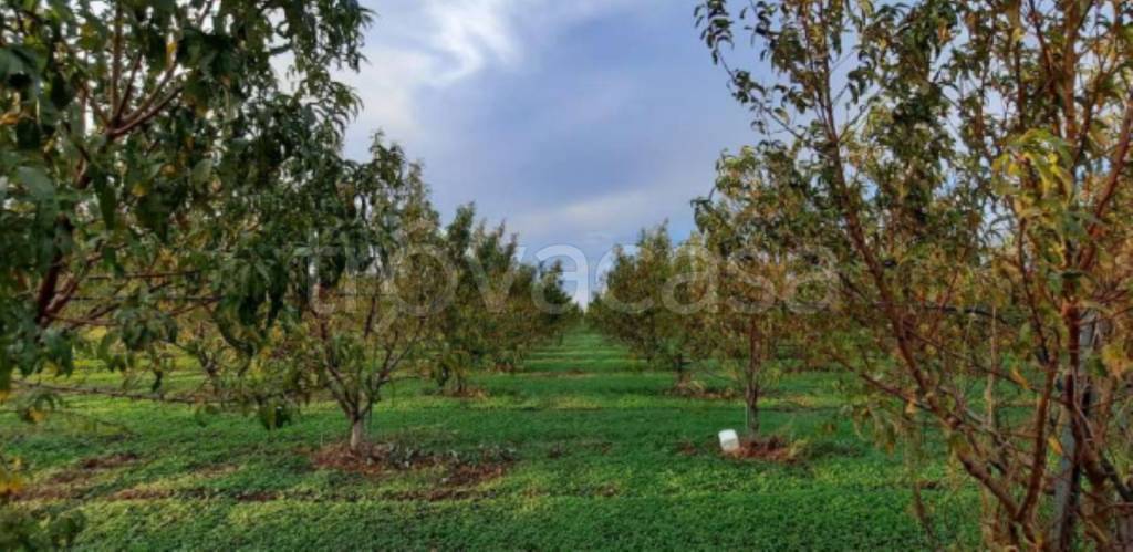 terreno agricolo in vendita a Cerignola