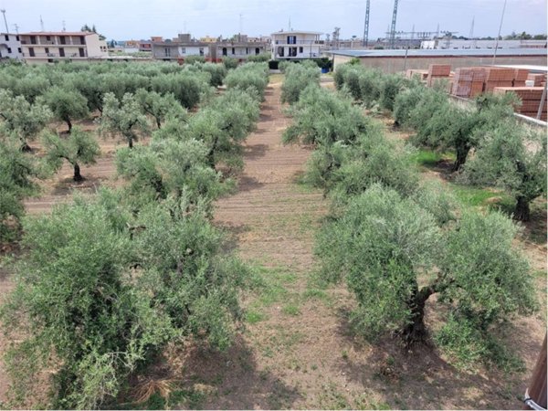 terreno agricolo in vendita a Cerignola in zona Centro Città