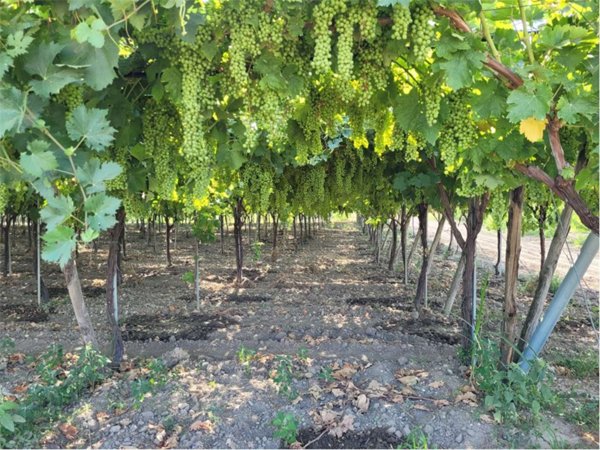 terreno agricolo in vendita a Cerignola