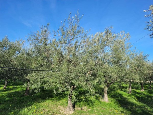 terreno agricolo in vendita a Cerignola