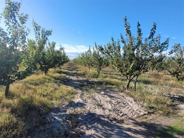 terreno agricolo in vendita a Cerignola
