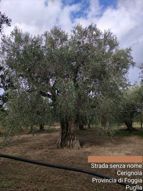 terreno agricolo in vendita a Cerignola