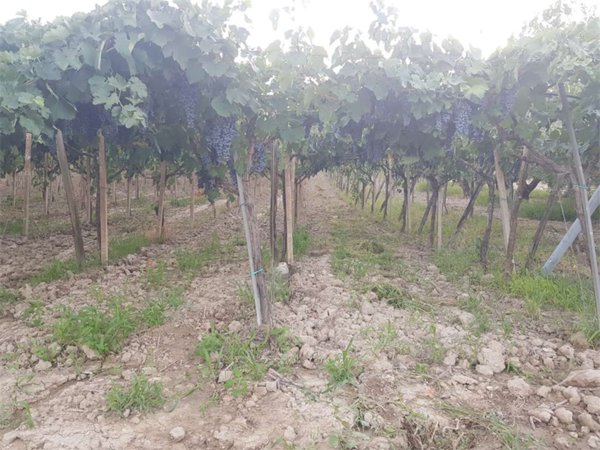 terreno agricolo in vendita a Cerignola