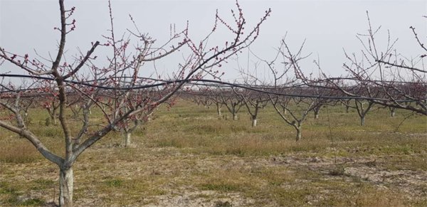 terreno agricolo in vendita a Cerignola