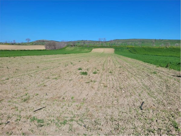 terreno agricolo in vendita a Cerignola in zona Moschella