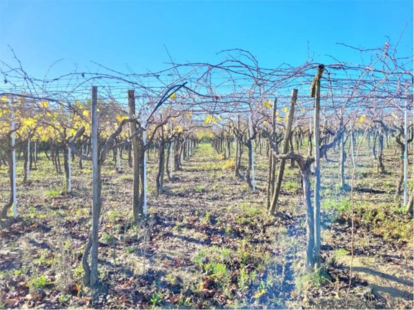 terreno agricolo in vendita a Cerignola