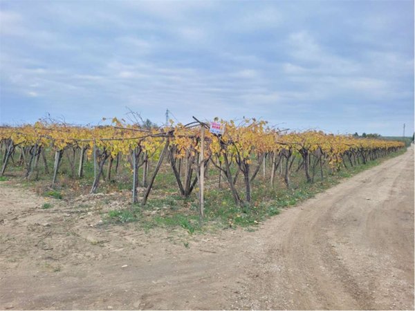 terreno agricolo in vendita a Cerignola
