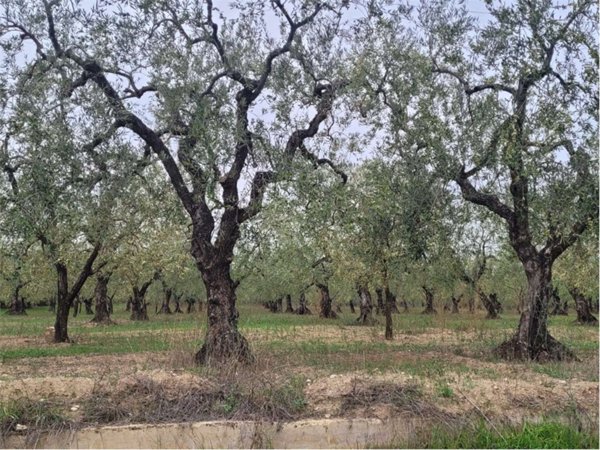 terreno agricolo in vendita a Cerignola