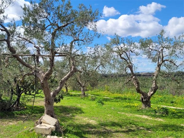 terreno agricolo in vendita a Cerignola