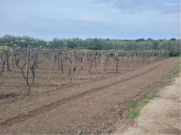 terreno agricolo in vendita a Cerignola