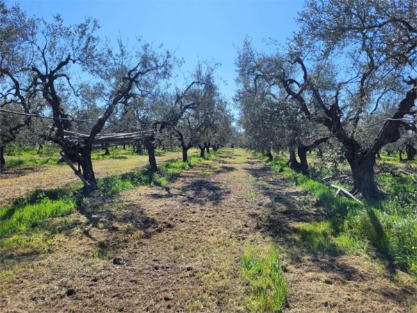 terreno agricolo in vendita a Cerignola