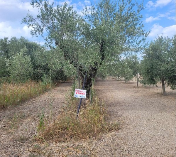 terreno agricolo in vendita a Cerignola