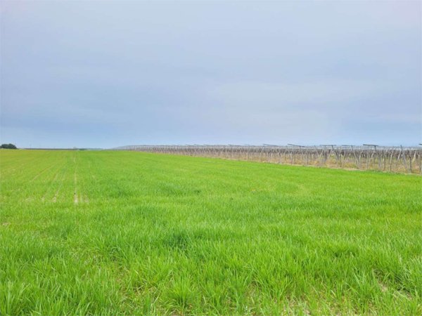 azienda agricola in vendita a Cerignola