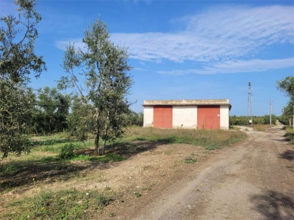 azienda agricola in vendita a Cerignola