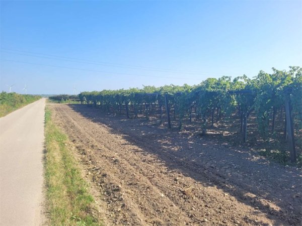 azienda agricola in vendita a Cerignola