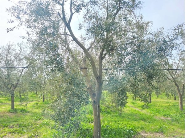 azienda agricola in vendita a Cerignola