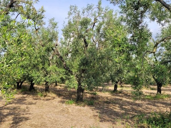 terreno agricolo in vendita a Cerignola