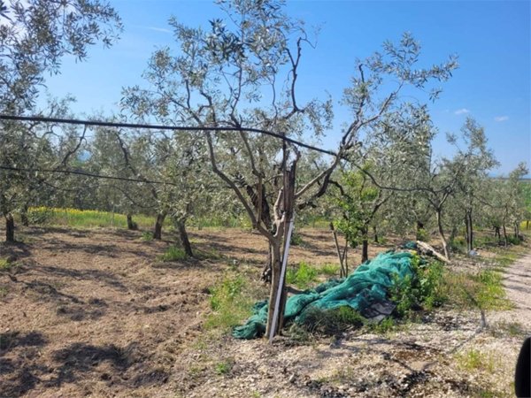 appartamento in vendita a Cerignola