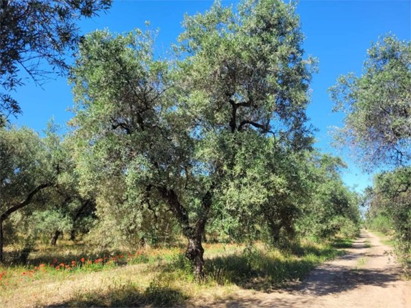 terreno agricolo in vendita a Cerignola
