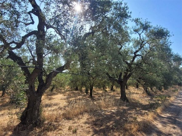 azienda agricola in vendita a Cerignola