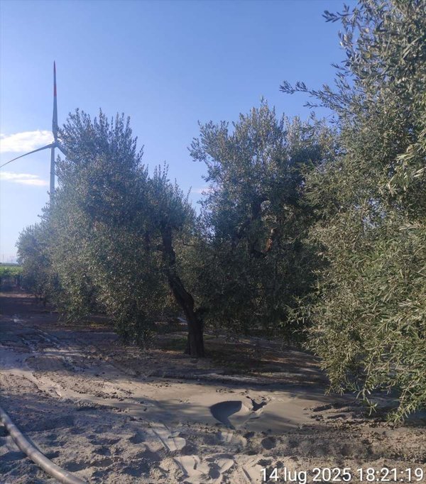 terreno agricolo in vendita a Cerignola in zona Tressanti