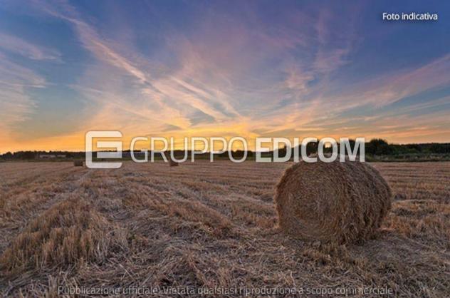 terreno agricolo in vendita a Cerignola