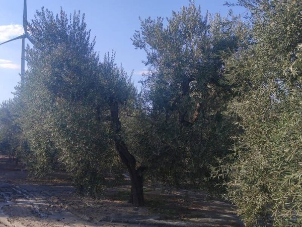 mansarda in vendita a Cerignola in zona Tressanti