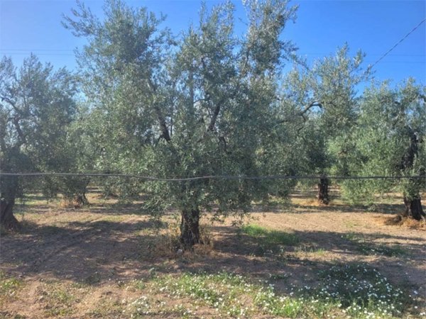 casa indipendente in vendita a Cerignola