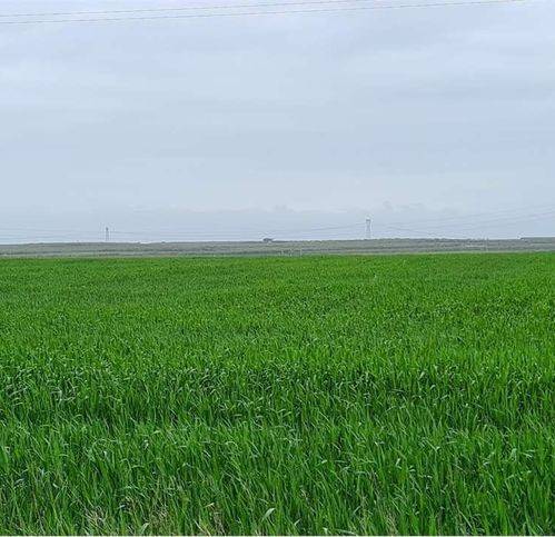 terreno agricolo in vendita a Cerignola