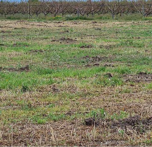 terreno agricolo in vendita a Cerignola