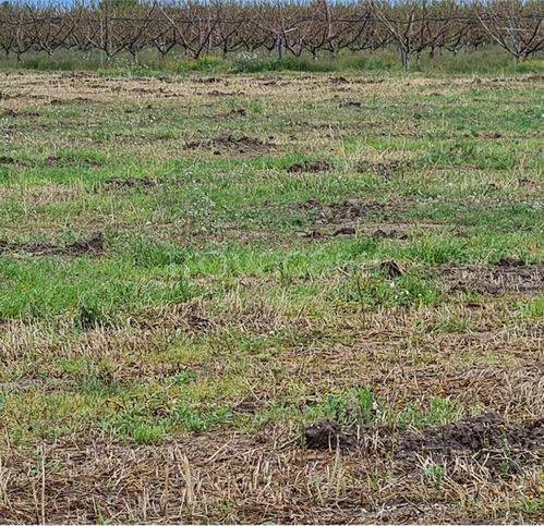 terreno agricolo in vendita a Cerignola