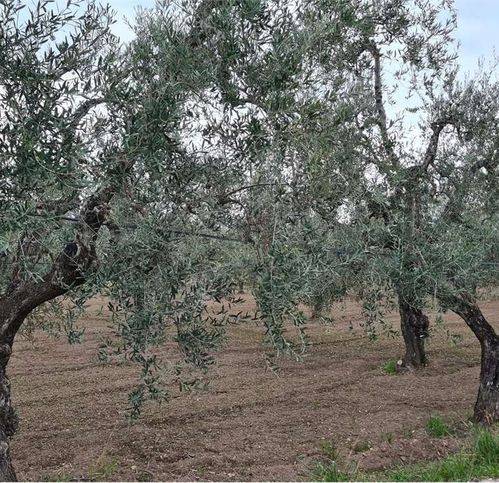 terreno agricolo in vendita a Cerignola