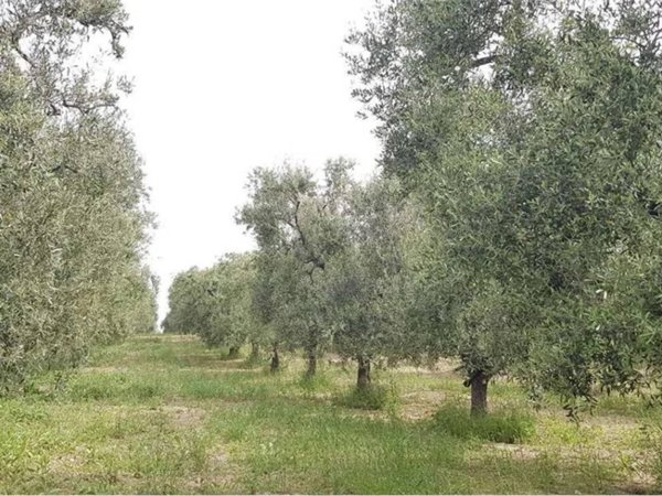 casa indipendente in vendita a Cerignola