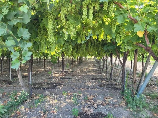 terreno agricolo in vendita a Cerignola