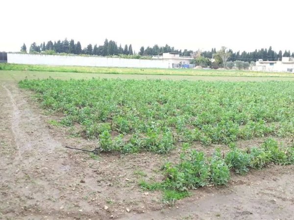terreno agricolo in vendita a Cerignola