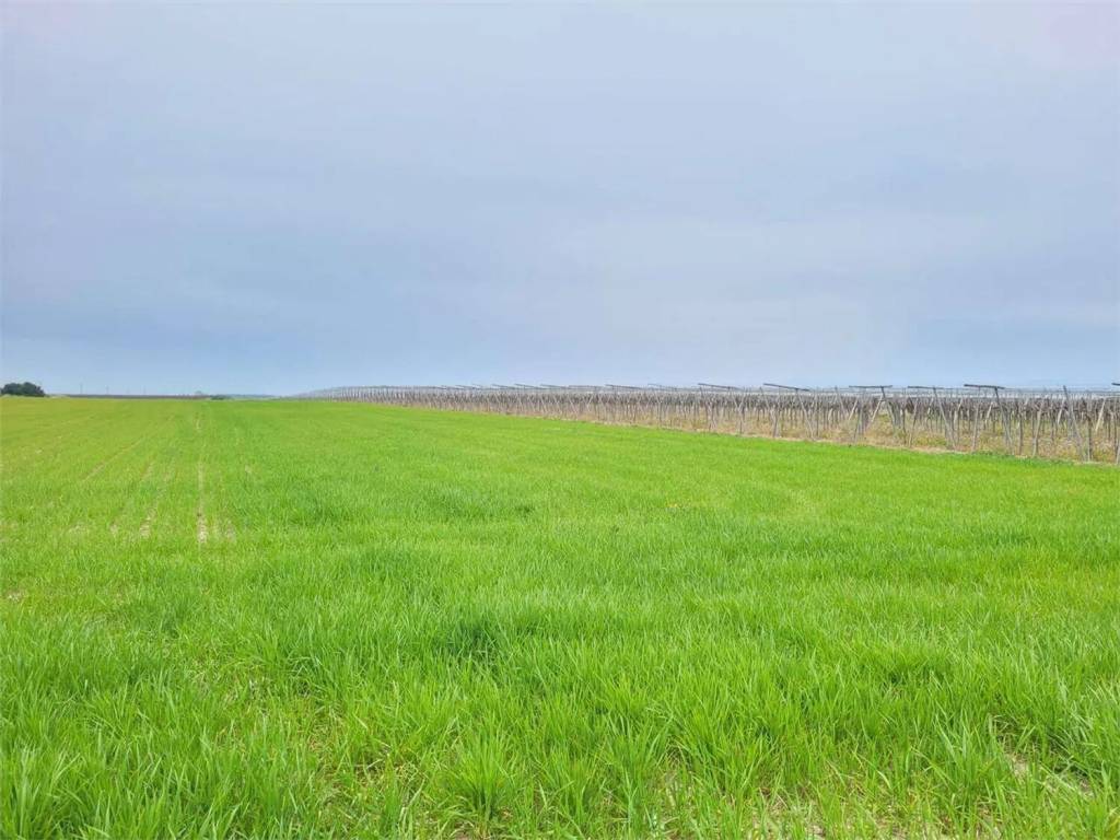 terreno agricolo in vendita a Cerignola