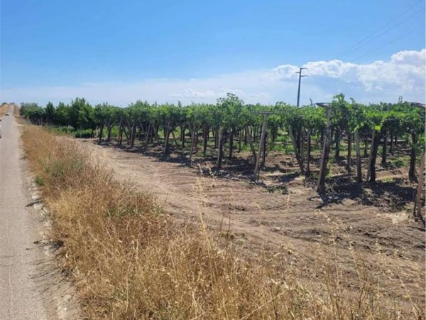 terreno agricolo in vendita a Cerignola