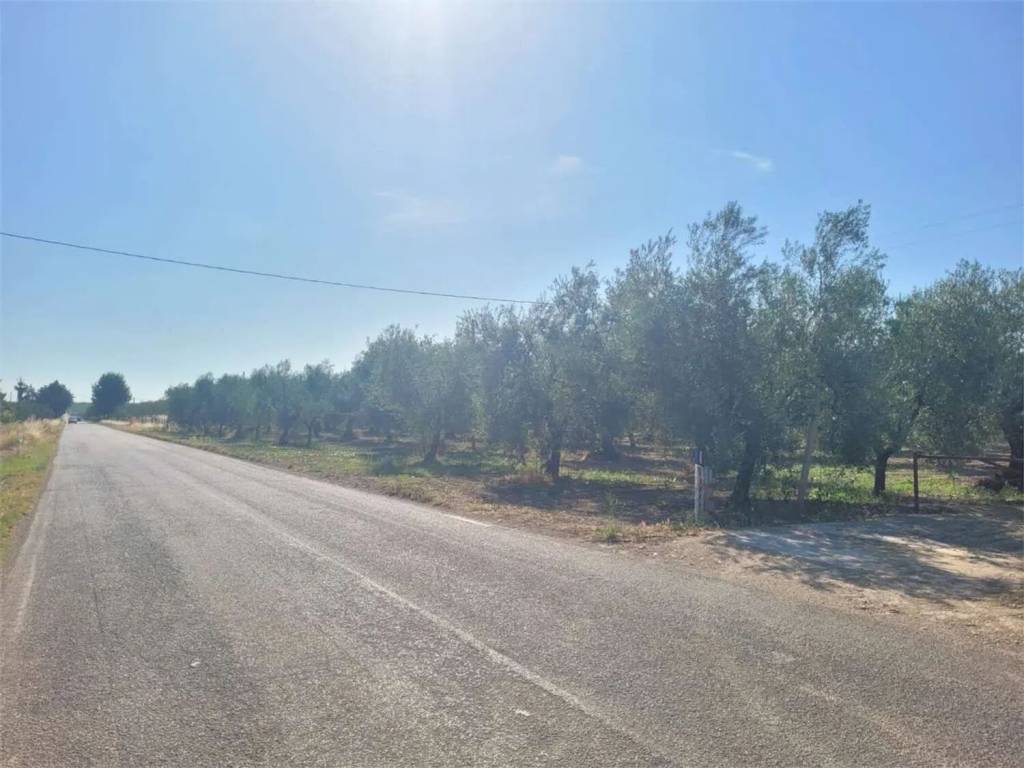 terreno agricolo in vendita a Cerignola